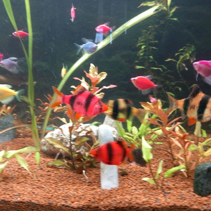 Pesti ,plante și acvarii