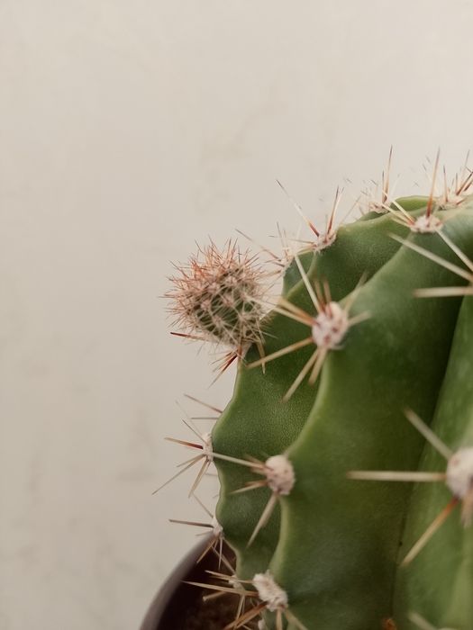 Кактус "Эхинопсис".