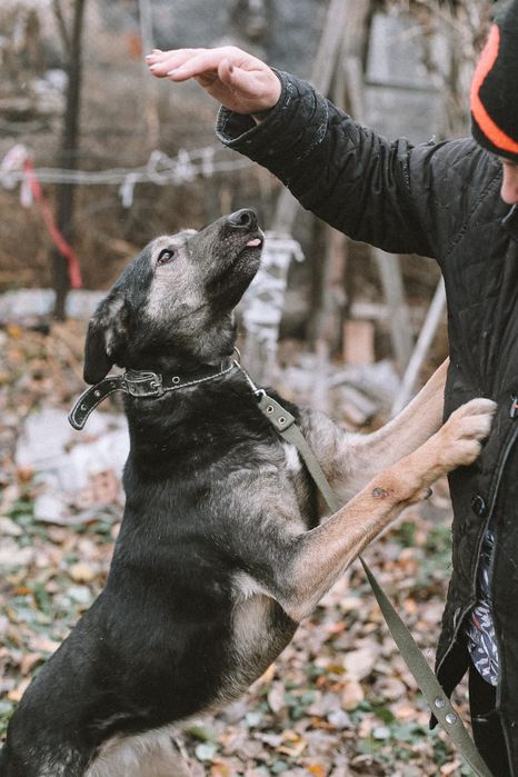 Собака в добрые руки