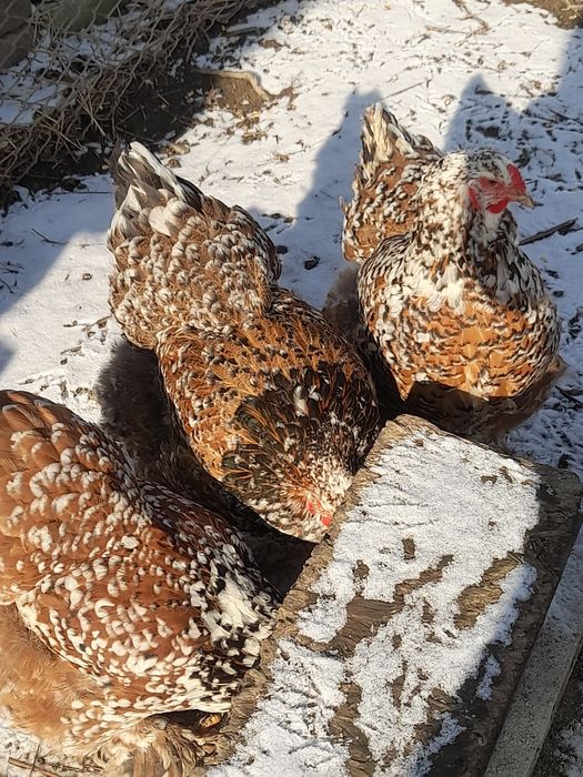 Vănd ouă brahma hd și brahma culoarea porțelan