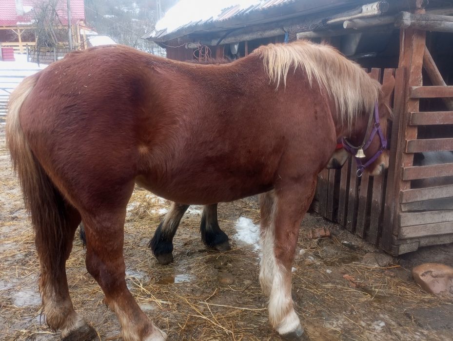 Cai de vânzare  manze