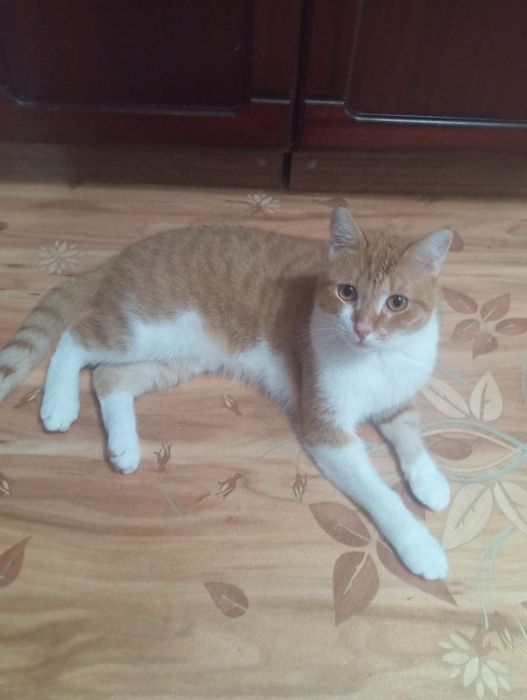 Кострированный котик