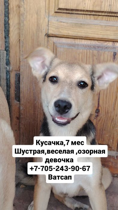 собаки в хорошие руки
