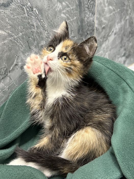 Котенок ищет дом