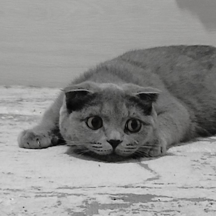 Skotish Fold zotdor mushugi