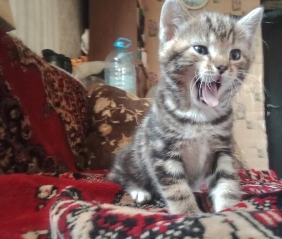 Отдам котят  милых