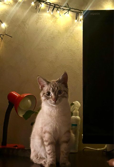 Отдам кота в добрые руки