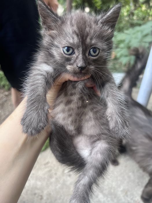 Отдаи котят 1 месяц