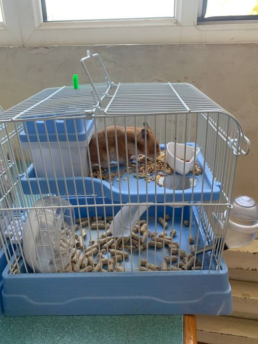 Hamster sichqoncha  2 juft