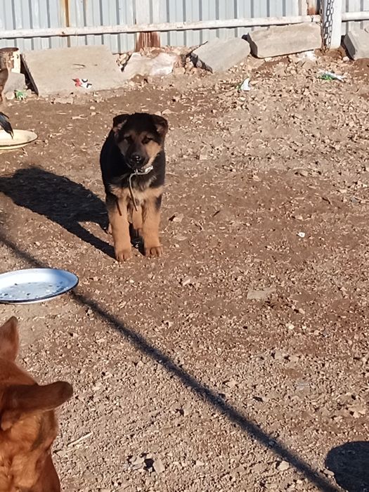 Продаются щенки немецкой овчарки