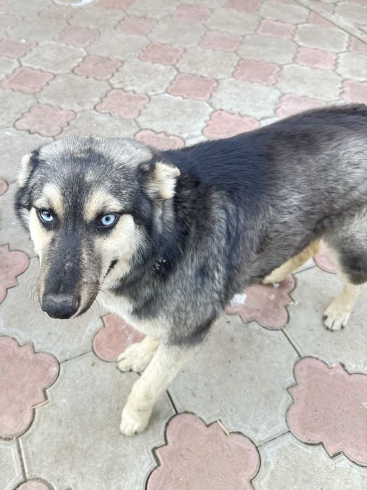 Собака бесплатно