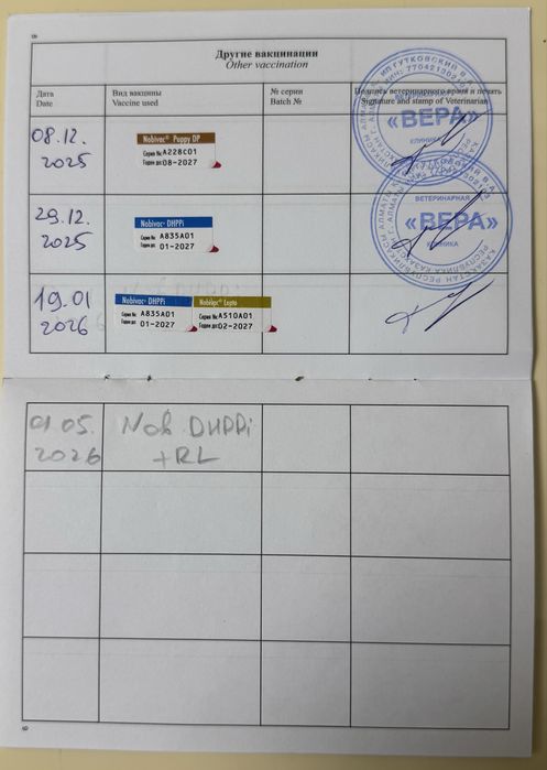 Кане Корсо ( Cane Corso)