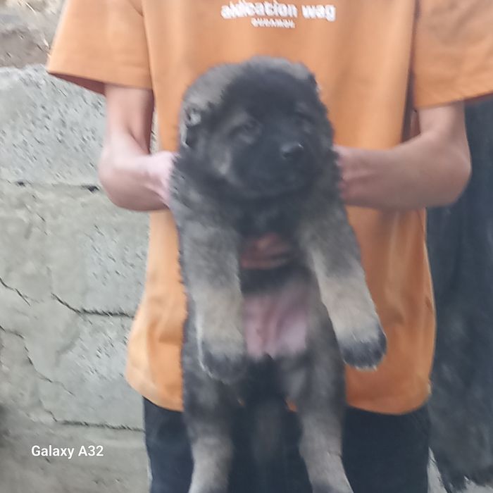 чупон   кучук боласи 40кунли