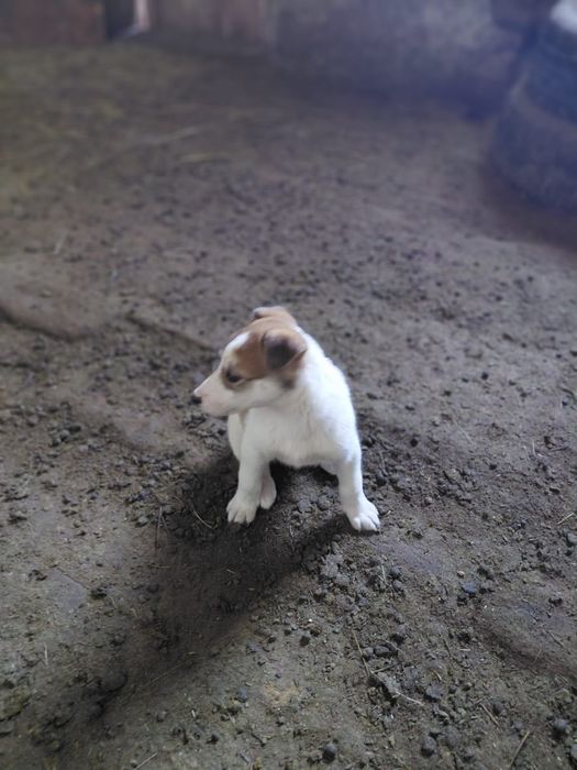 Грейхаунд кушиктер сатылады