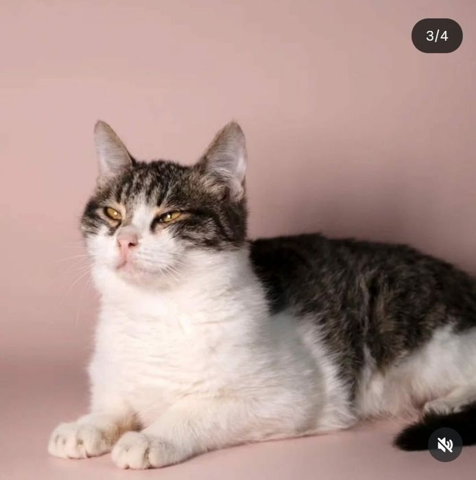 Отдам в добрые руки