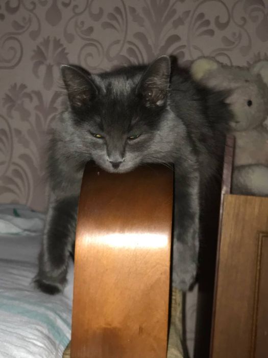 Отдам кота в хорошие руки