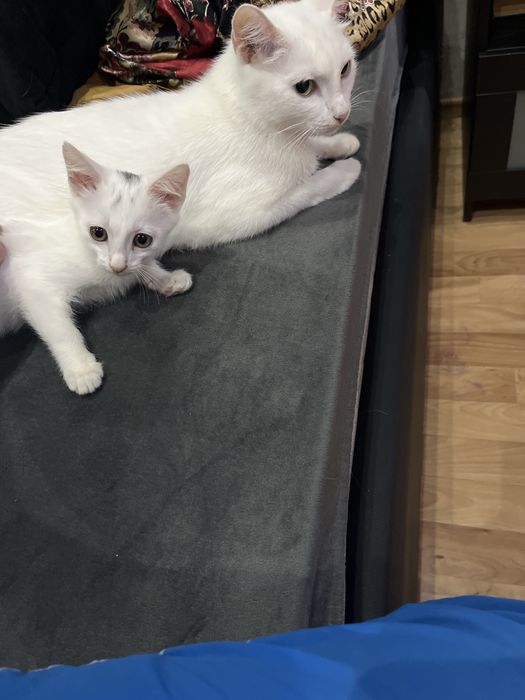 Отдам котят в хорошие руки