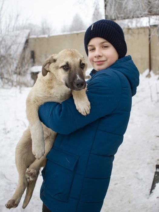 Щенки  ждут добрые руки