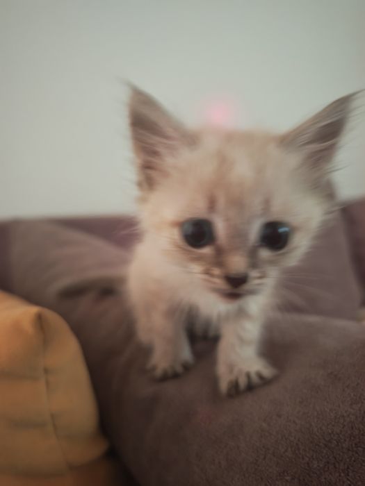 Отдаем котенка девочку в добрые руки