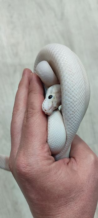 Кралски Питони - Различни разцветки