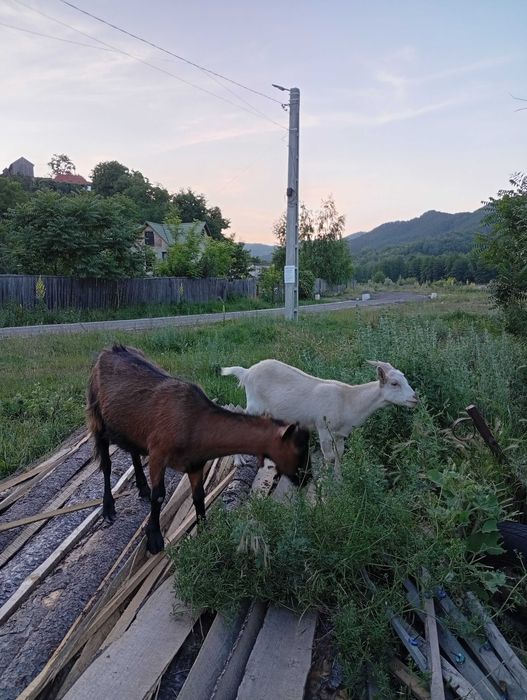 Capre Alpin Franceza / Saanen