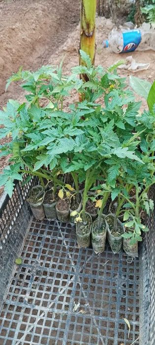 Помидор, булгор калампир, бодринг, баклажон кучатлар бор.