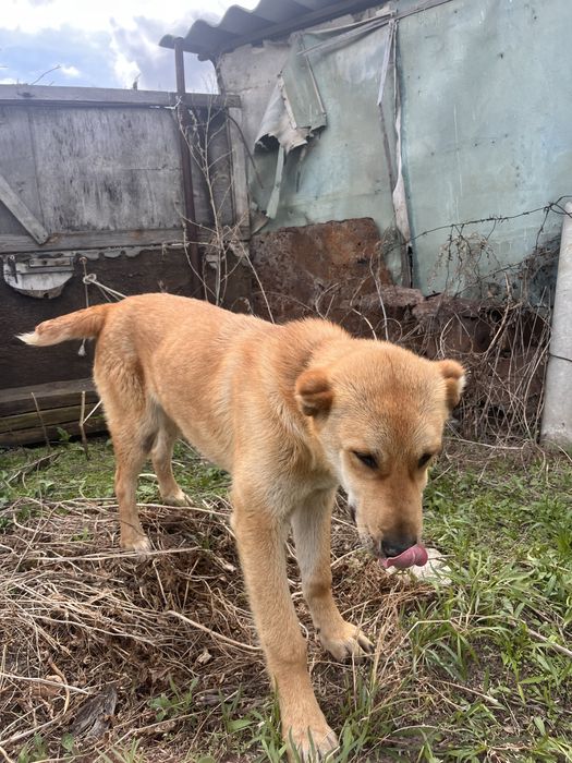 Алабай сатылады срочно