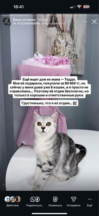 Продам котят, мама бесплатно