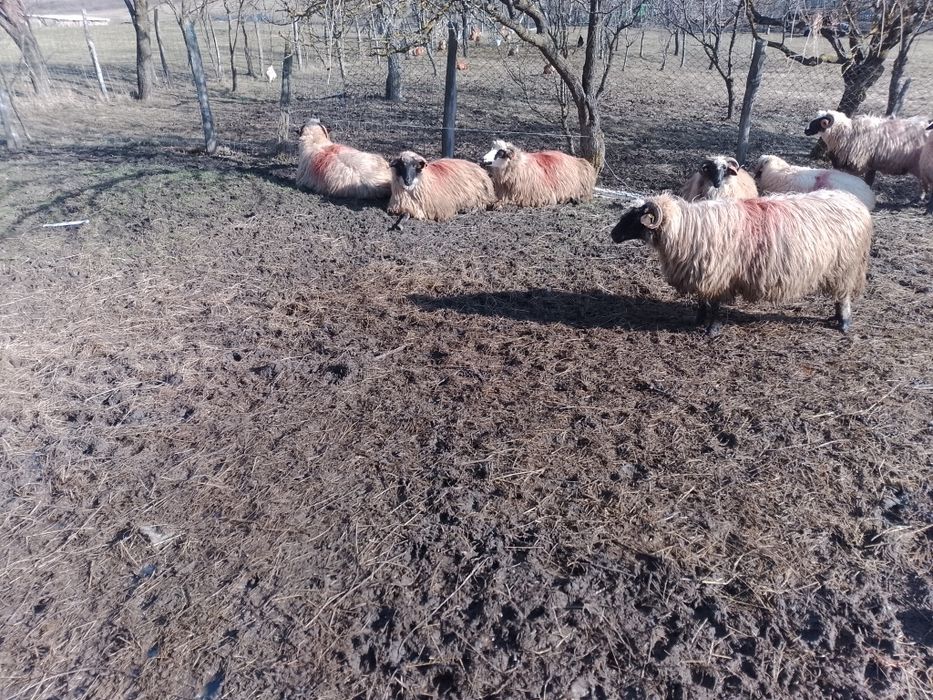 Oi de vînzare țurcane Bistrița Năsăud