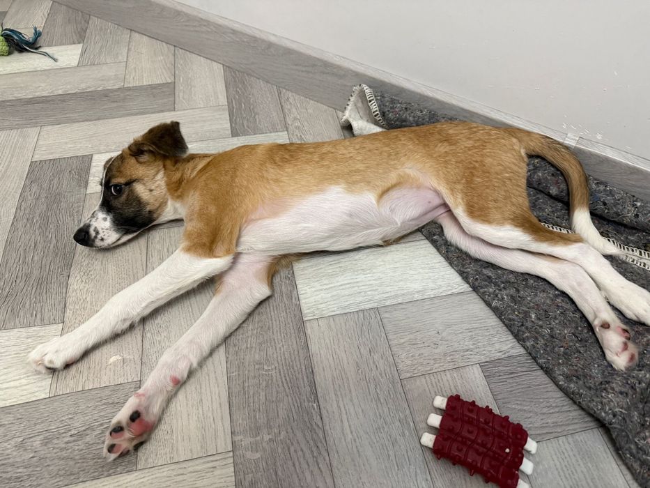 Пристраивается Мия! 6 месяцев