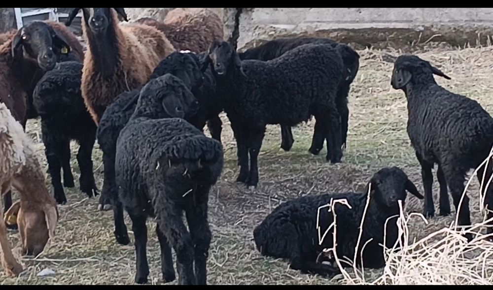 Қозылы қой, қызылар