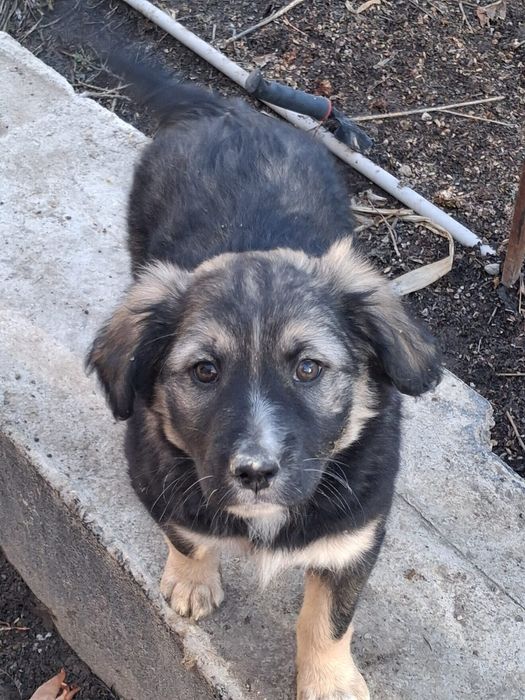 Девочки щенки бесплатно