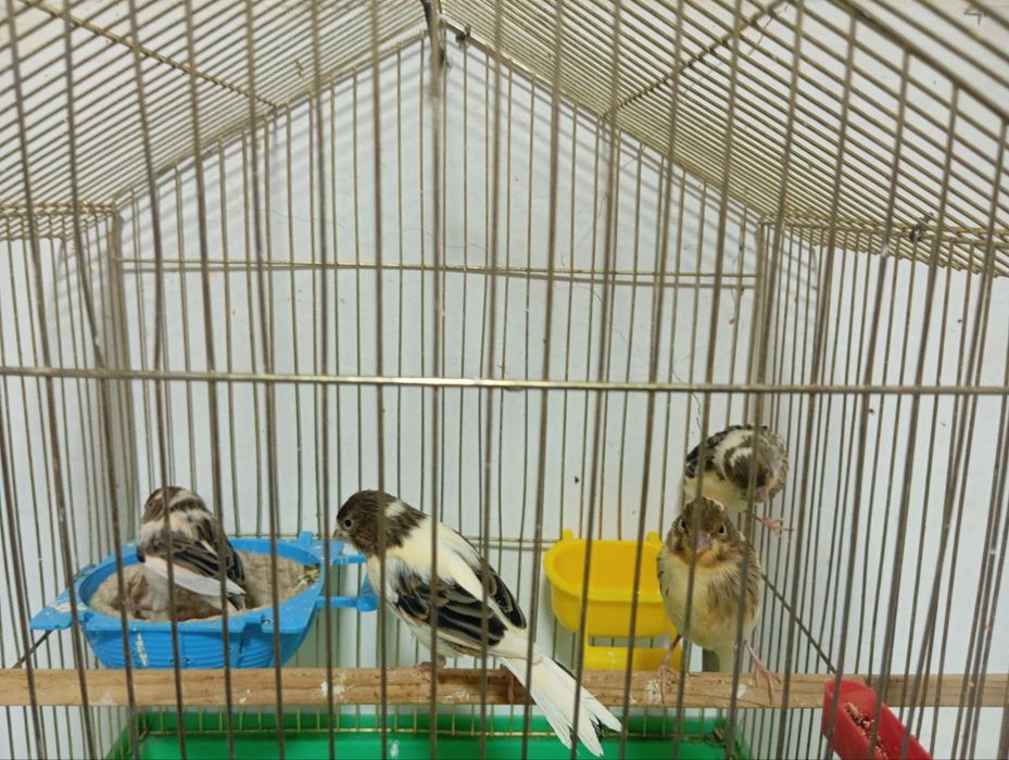 Yirik Malado'yla sotiladi 3 oyli