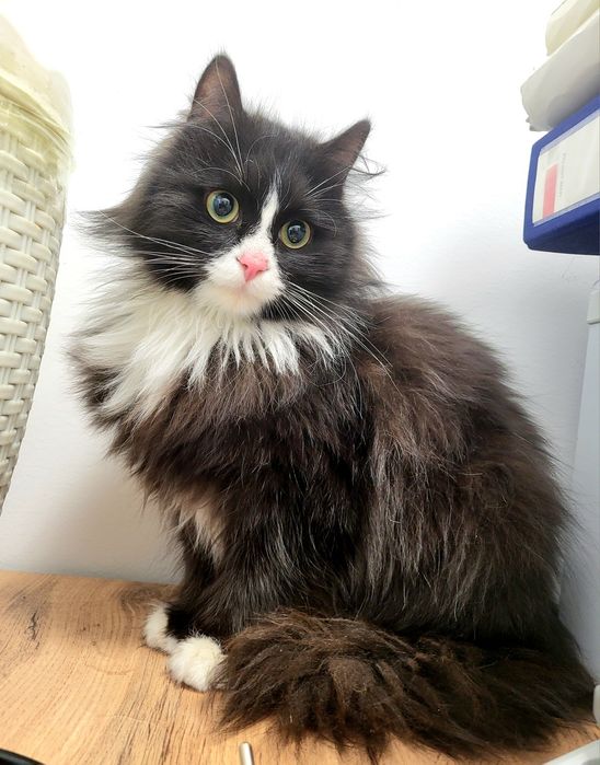 Джентльмен в чёрном фраке