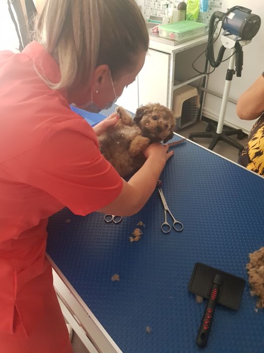 Frizerie canina,felina,cabinet veterinar Petroșani