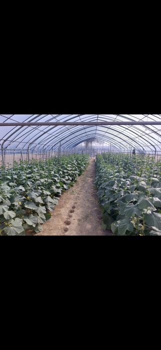 Продается оцинкованная теплица 300 м2