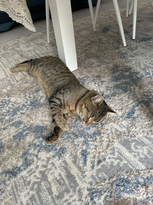 Отдам взрослого кота- мышелова