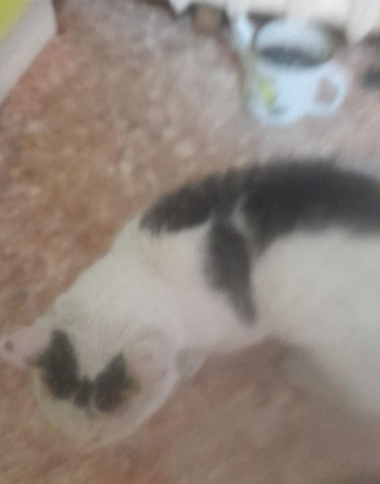 Кот мышелов, крысолов!