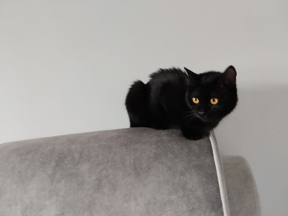 Здравствуйте! Потерялся кот.