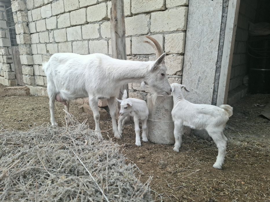 Егіз лақты ешкі сат