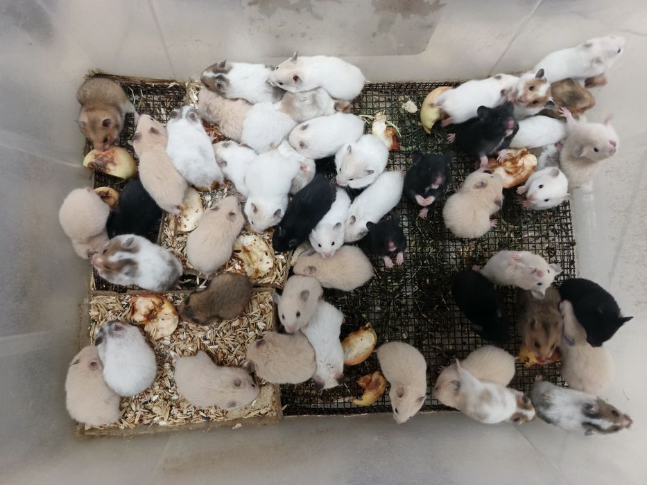 Хомички оптом хомяк