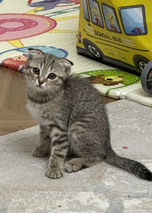 Вислоухий Котенок два месяца