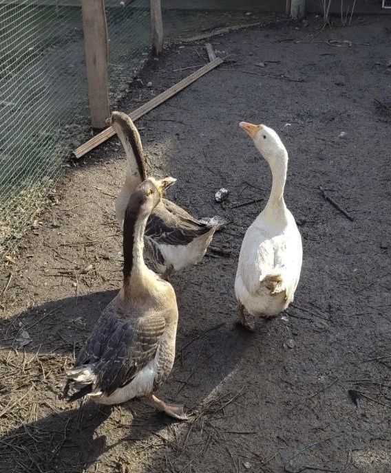 G'oozlar 6 oy. Srochna