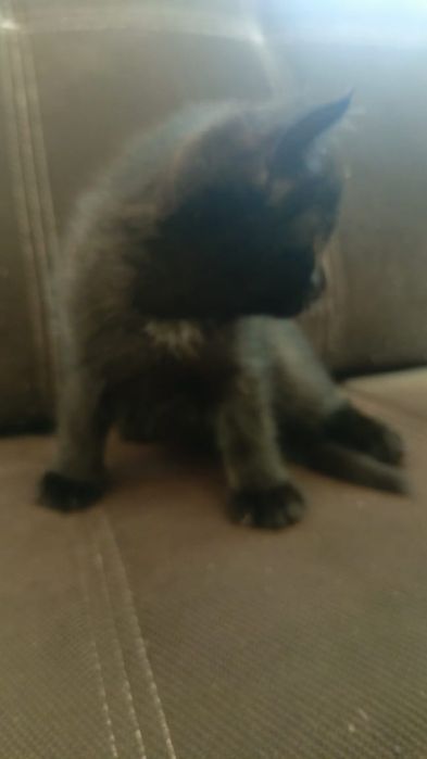 Мальчики в добрые руки