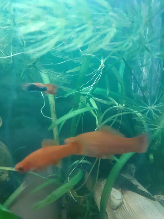 Меченосцы красные подростки