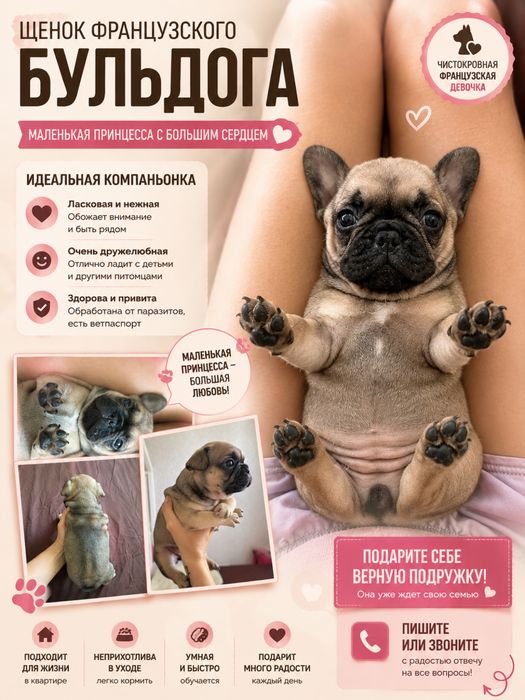 Щенки французкого Бульдога
