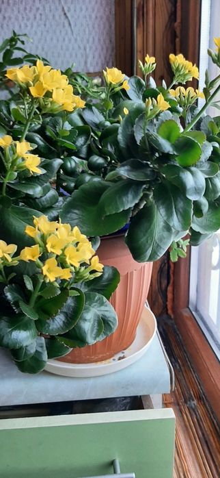 Продаются комнатные цветы