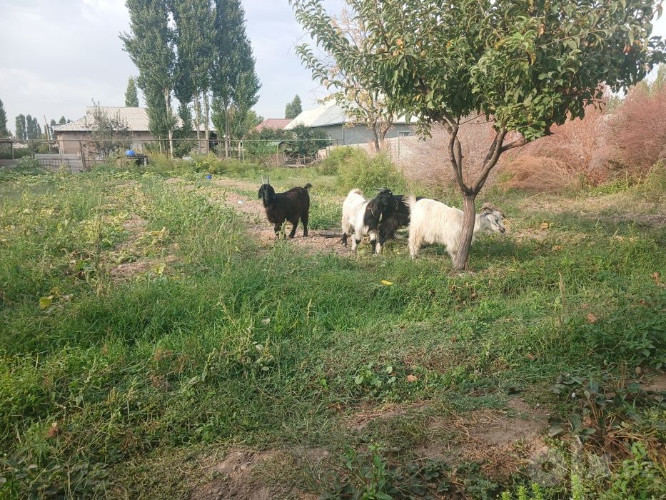 Uloqlar sotladi suyishga boqishga