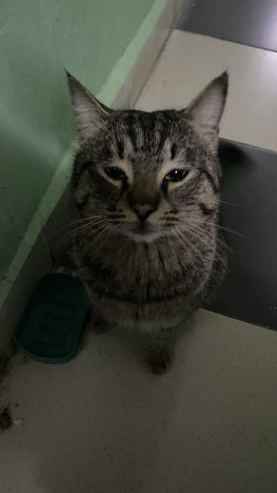 кот красавчик бесплатно