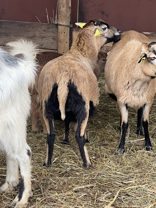 Vand  oi de  camerun